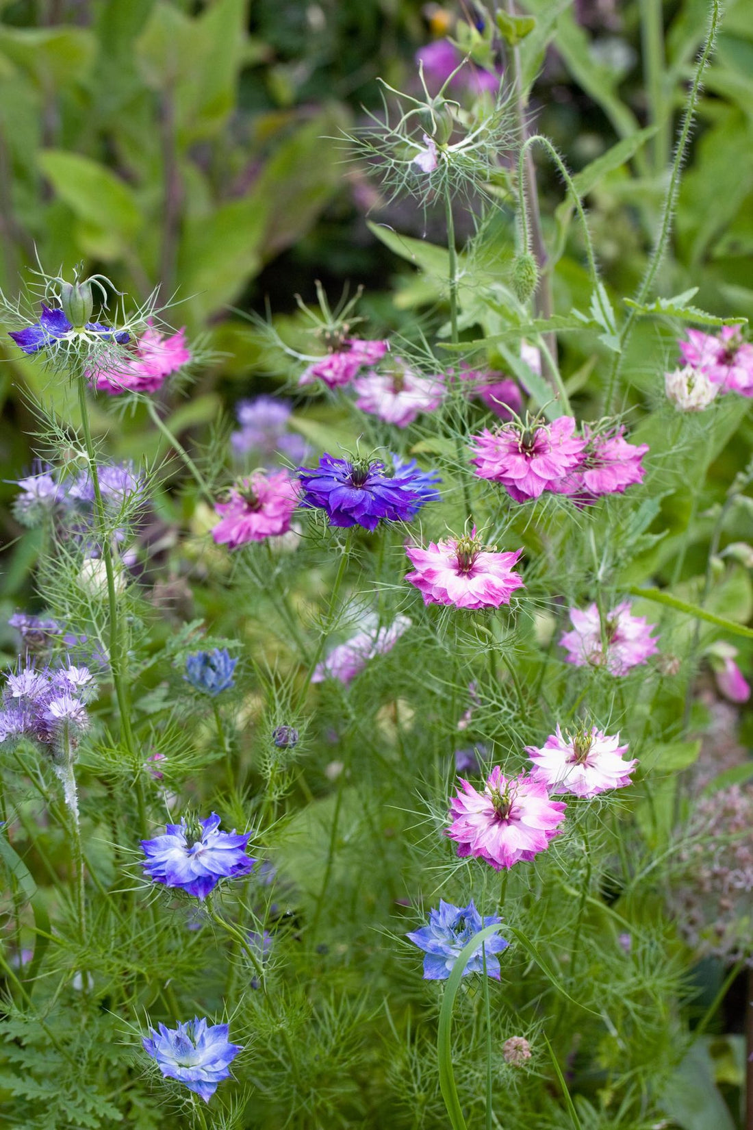 FLORES DE CICLO FRÍO FÁCILES DE CULTIVAR