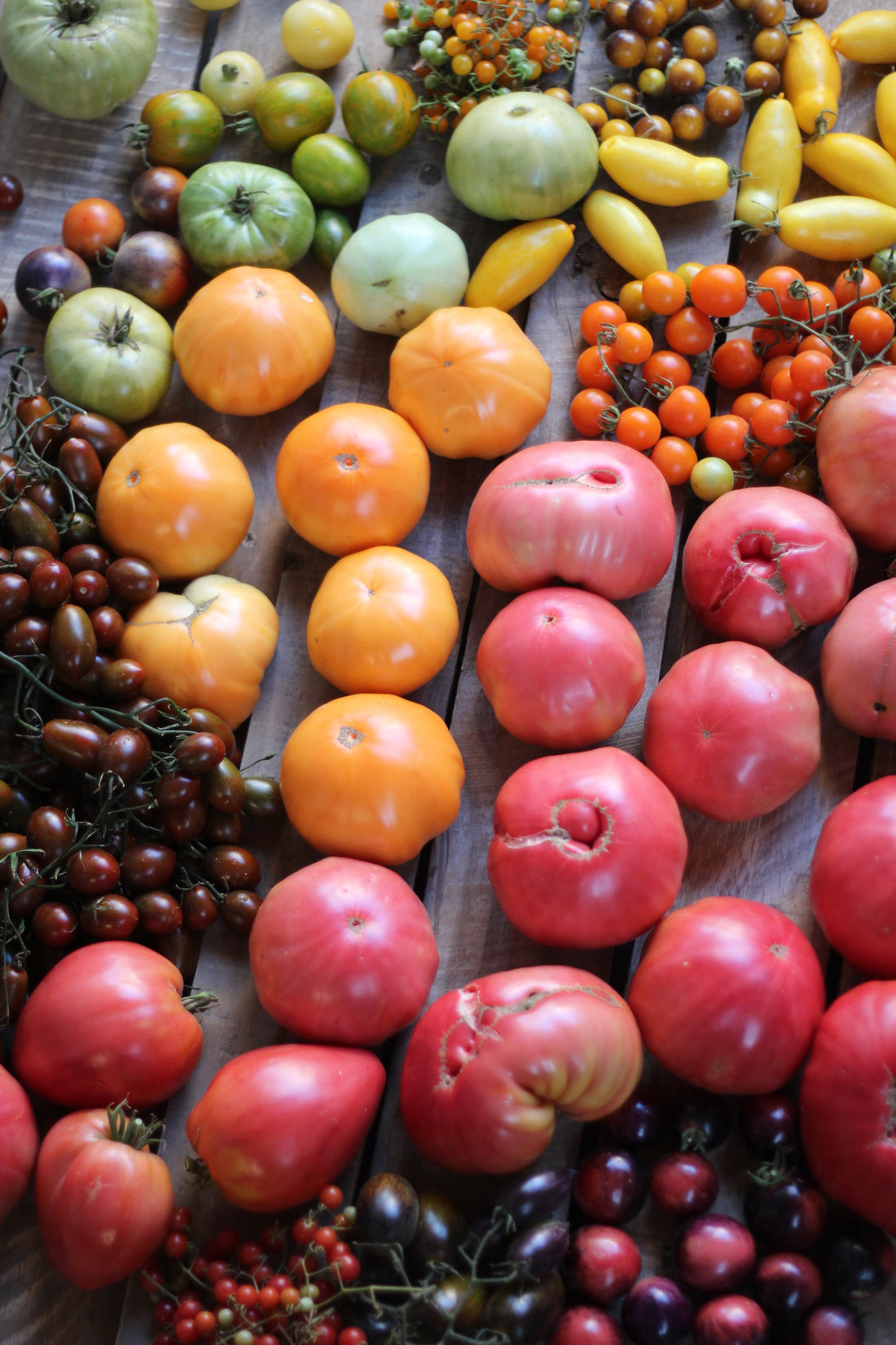 GUÍA CULTIVO DE TOMATES