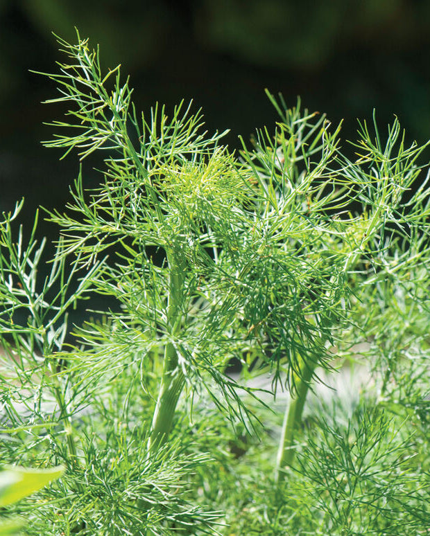 Eneldo Fernleaf