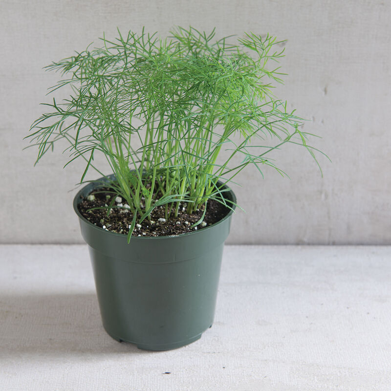 Eneldo Fernleaf