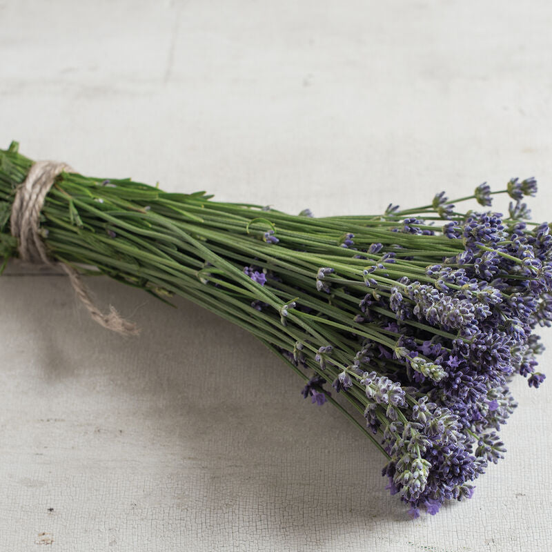 Lavanda Munstead