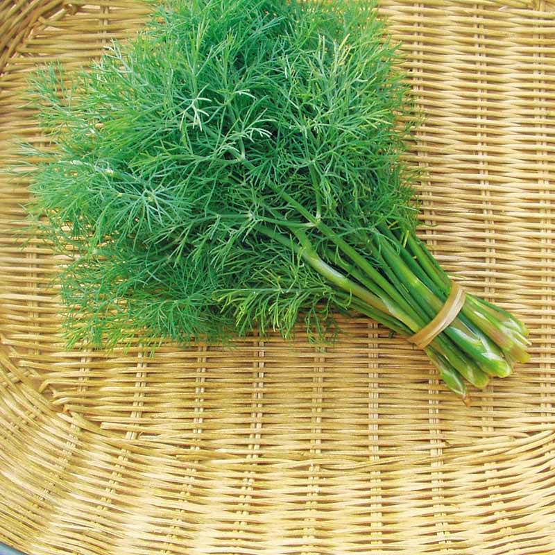 Eneldo Fernleaf