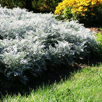 Senecio Maritima Silverdust