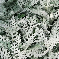 Senecio Maritima Silverdust