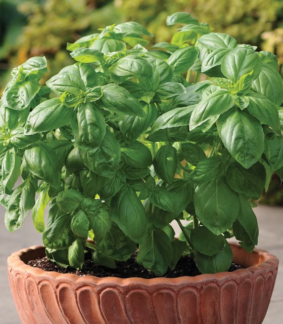 Albahaca Dolce Fresca