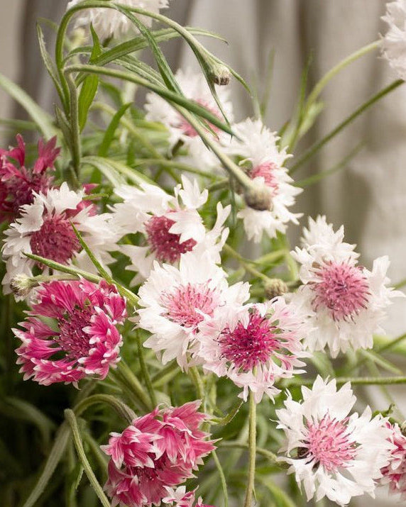 Centaurea Classic Romantic