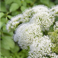 Trachelium Lake Michigan White