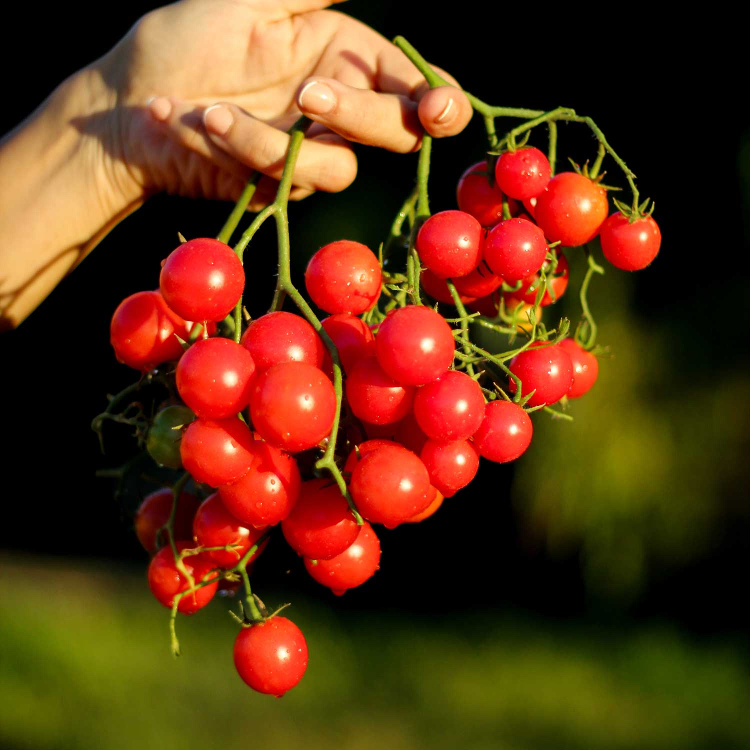 Tomate Rose Quartz Multiflora