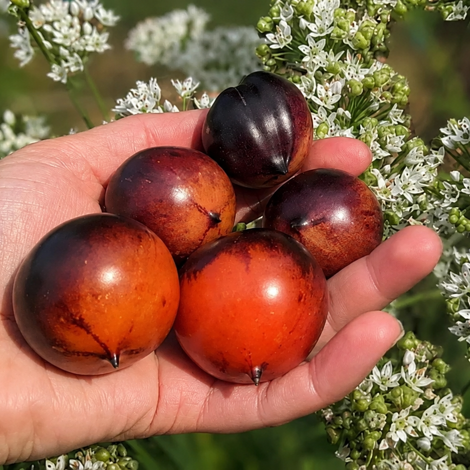 Tomate Heaven Oregon