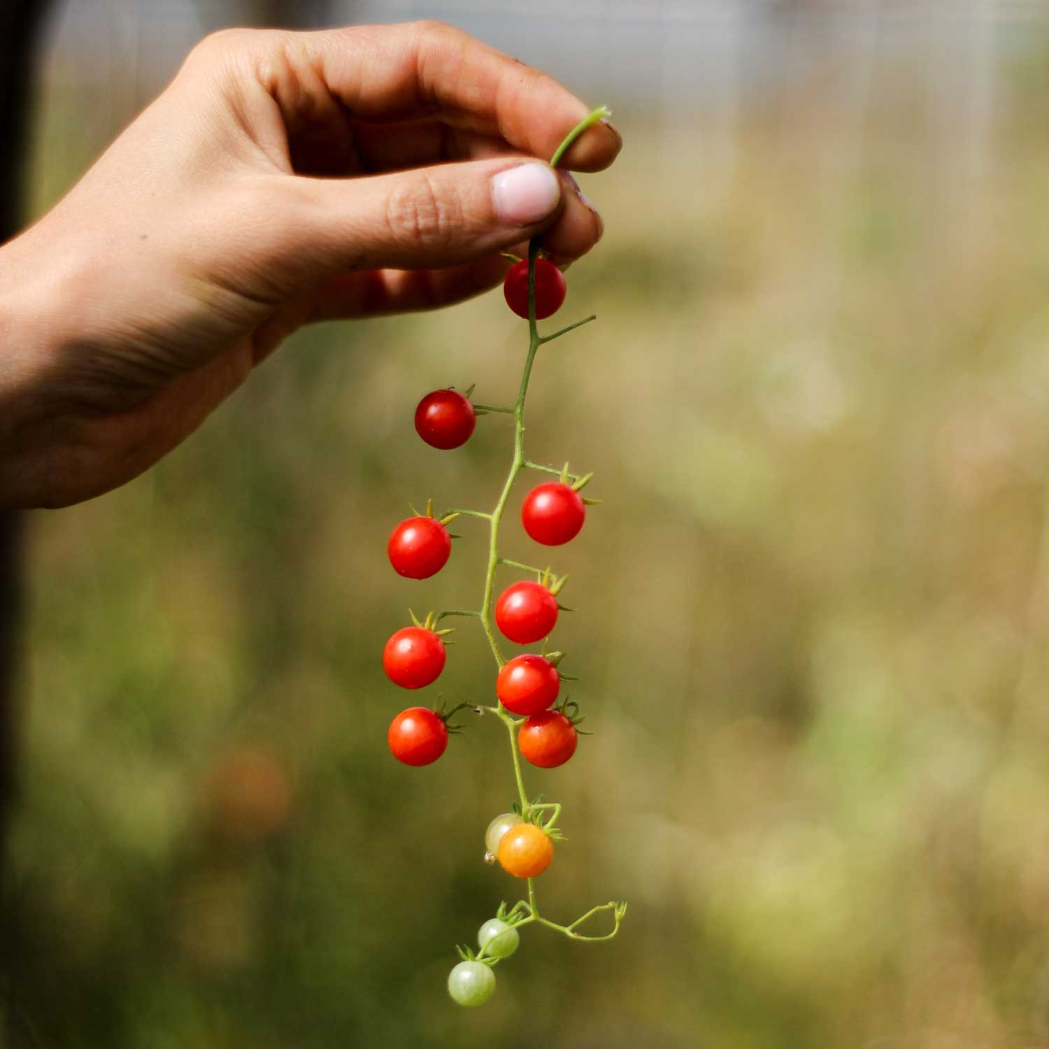 Semillas de Tomate Tenca Rojo