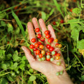 Semillas de Tomate Tenca Rojo