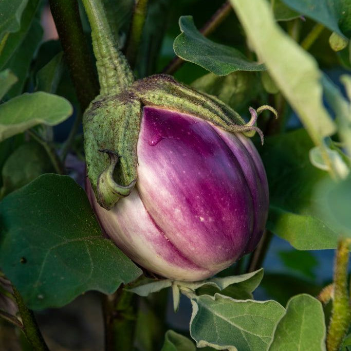 Berenjena Rosa Bianca