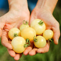 Tomate Cherry Blanco
