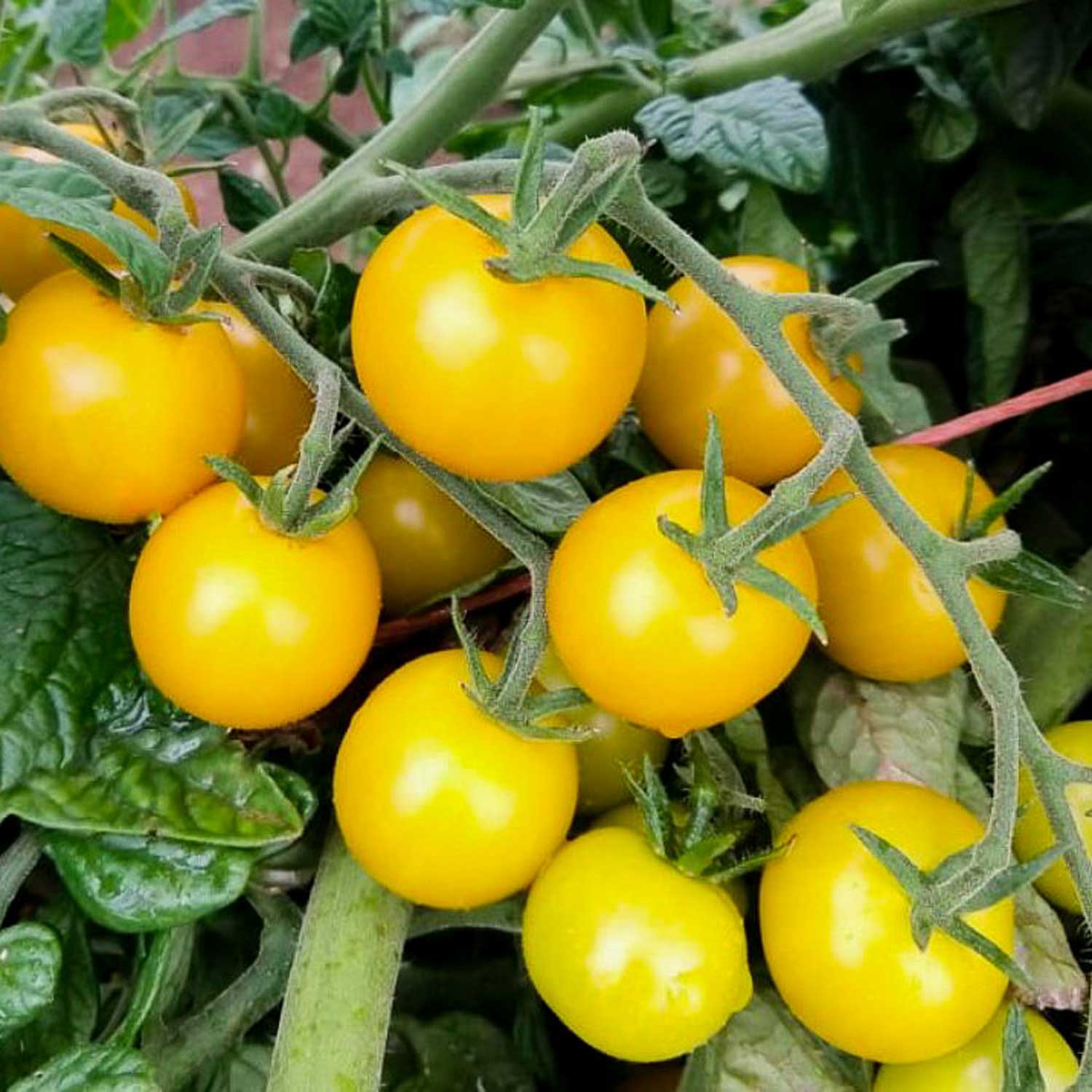 Tomate Gobstopper