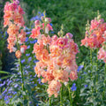 Snapdragon Madame Butterfly Bronze White (F1)