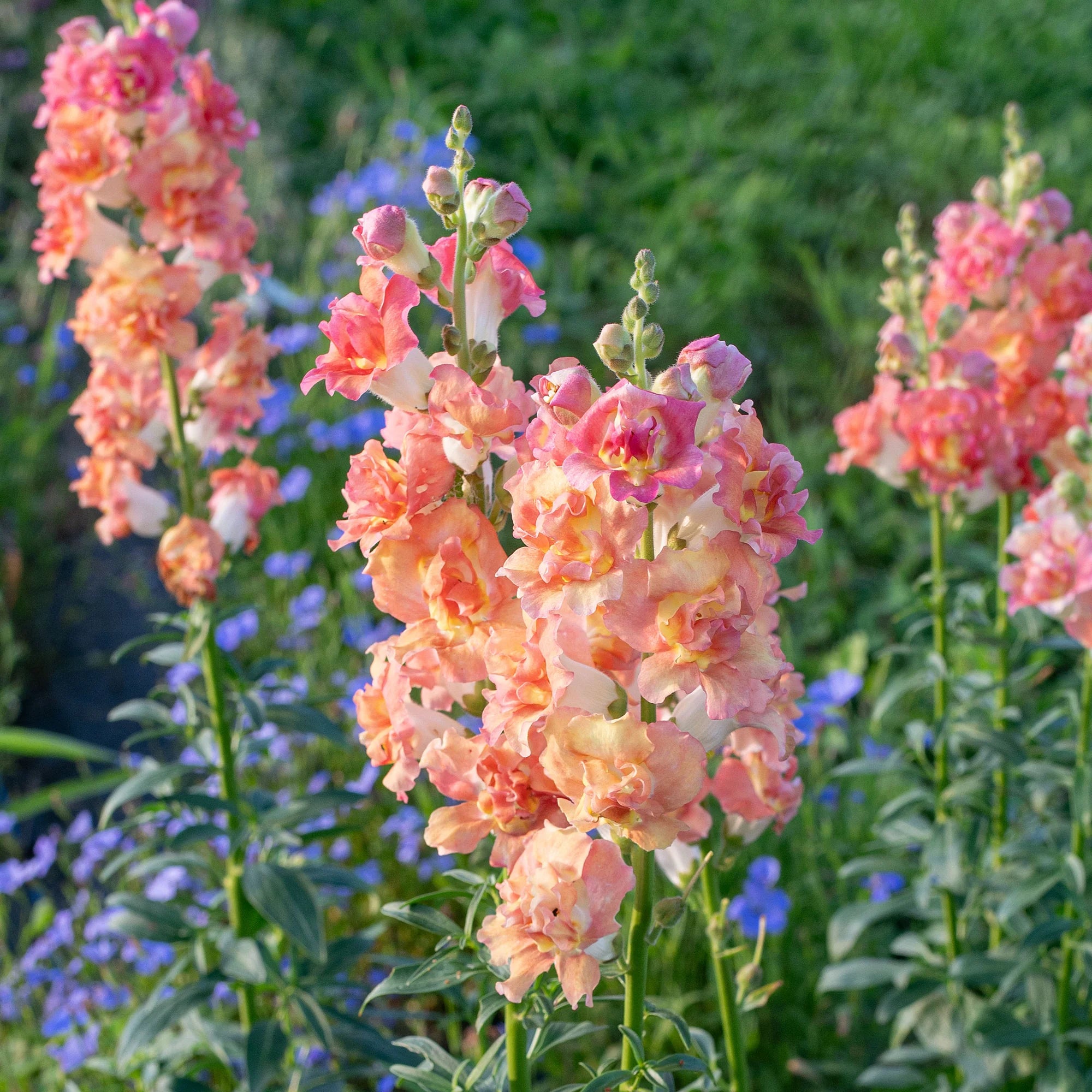 Snapdragon Madame Butterfly Bronze White (F1)