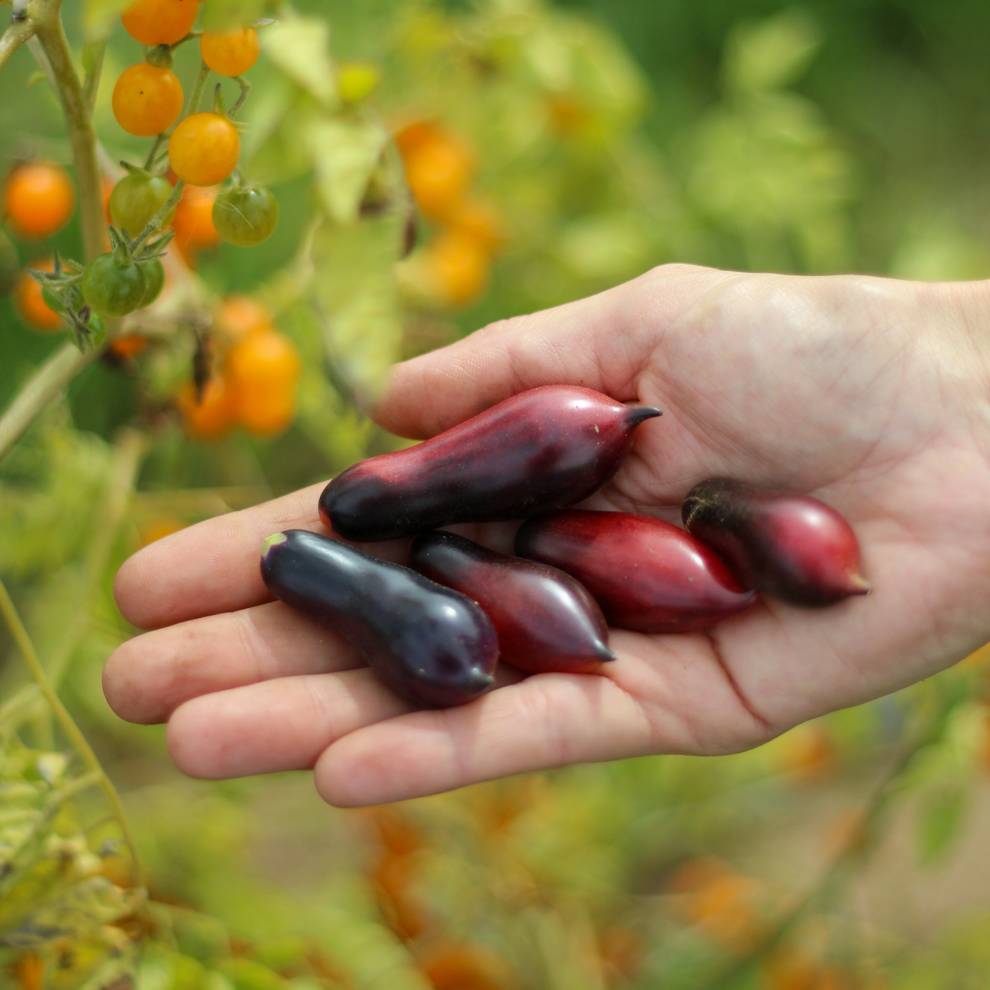 Tomate Slivka Gurman
