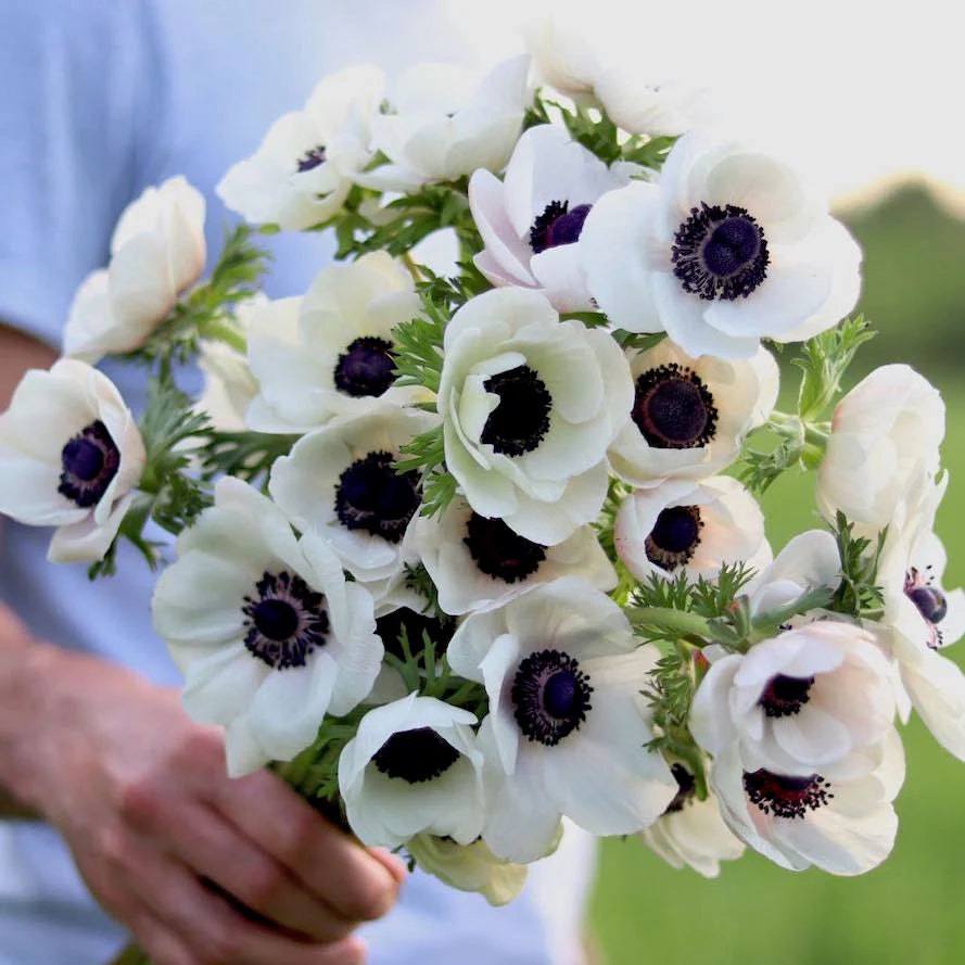 3 bulbos anemonas Scirocco Bianco