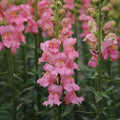 Snapdragon Potomac Early Rose