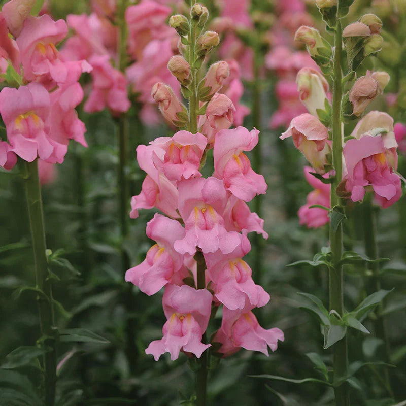 Snapdragon Potomac Early Rose