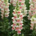 Snapdragon Potomac Appleblossom