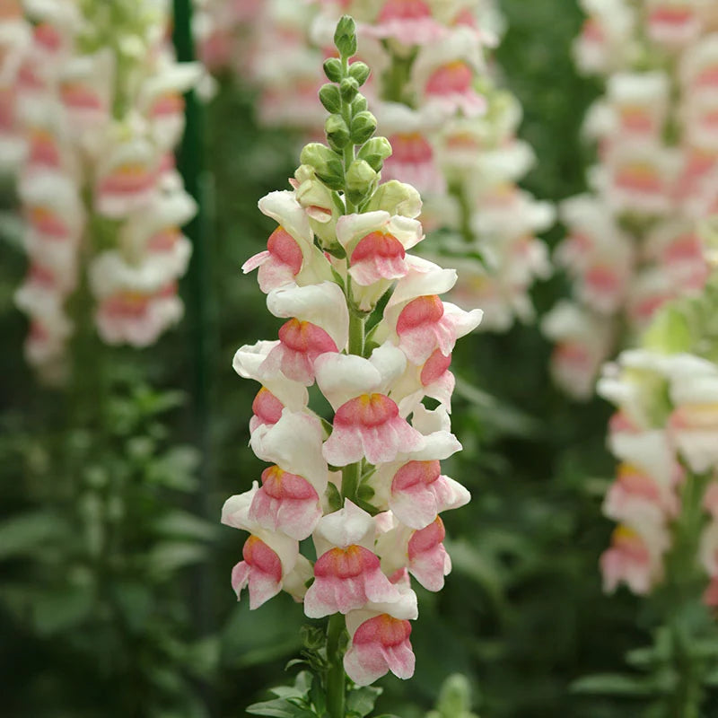 Snapdragon Potomac Appleblossom