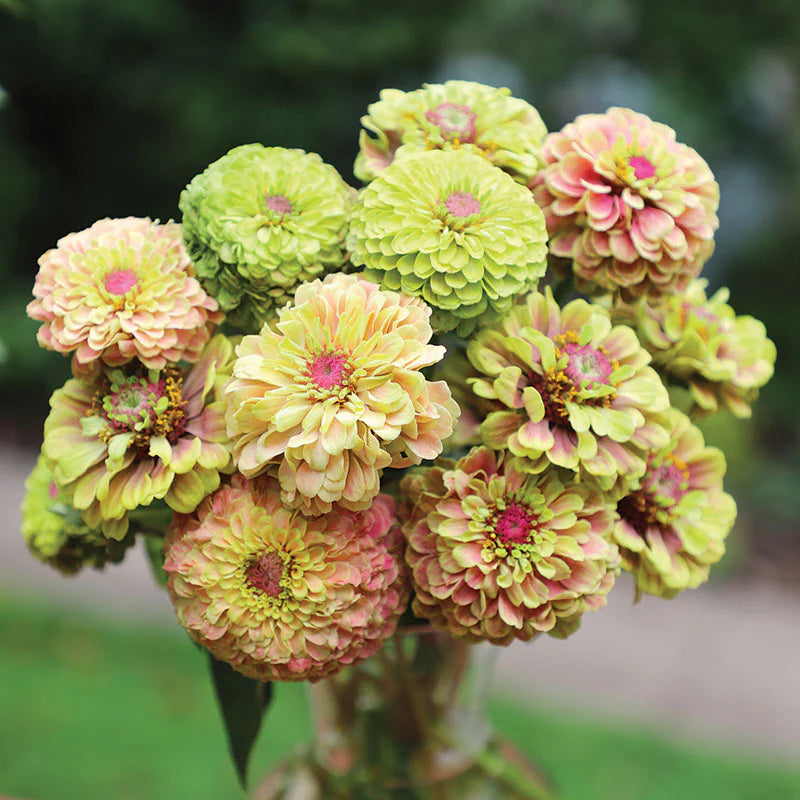 Zinnia Queen Lime Blotch