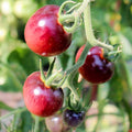 Semillas de Tomate Glossy Rose Blue