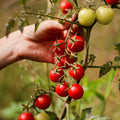 Semillas de Tomate Atómico Rojo