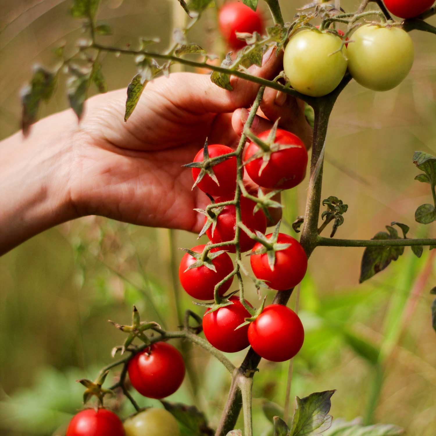 Semillas de Tomate Atómico Rojo
