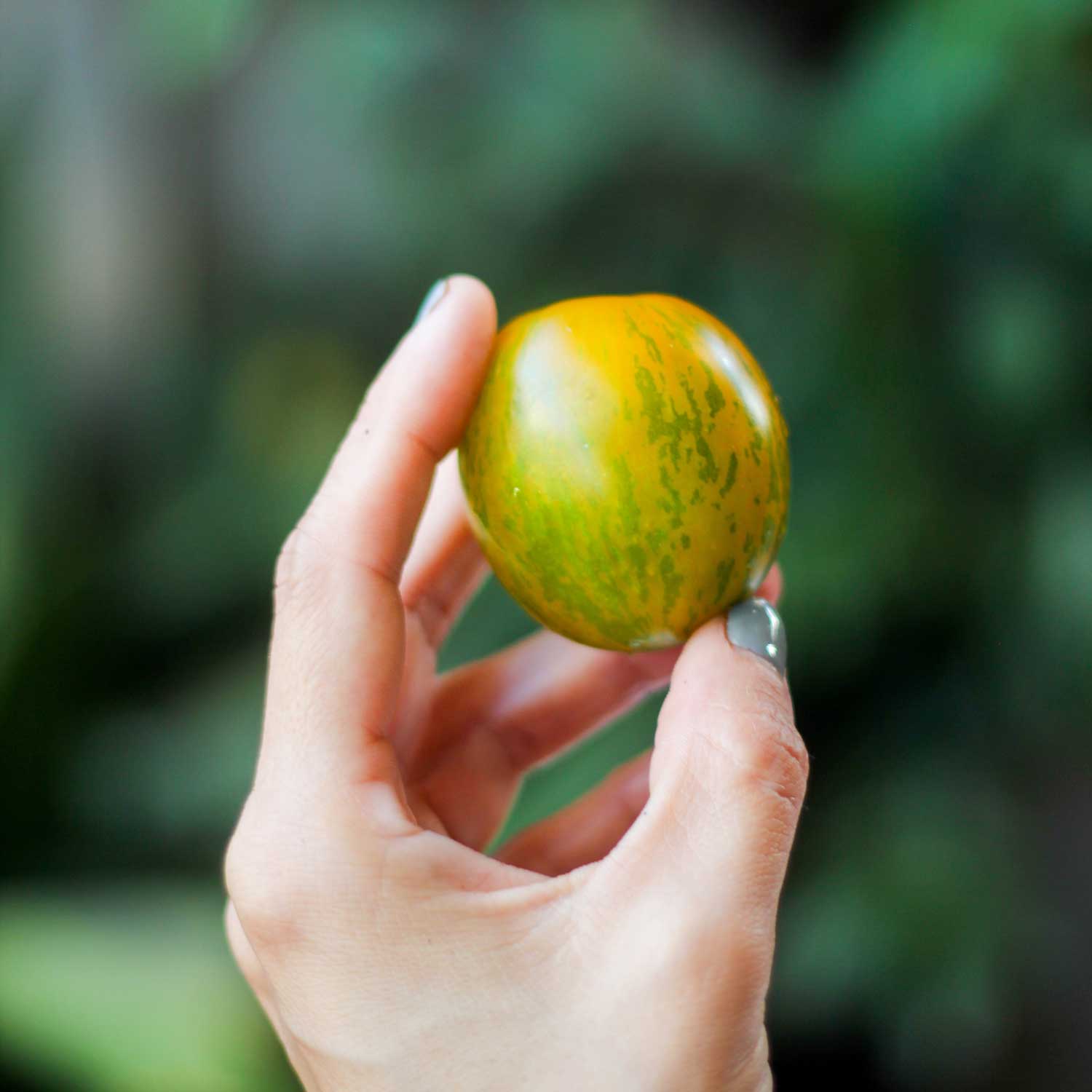Semillas de Tomate Green Zebra