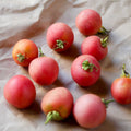 Semillas de Tomate Mala Cara