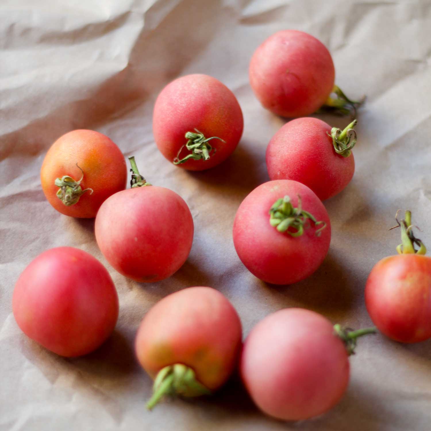 Semillas de Tomate Mala Cara