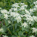 Euphorbia Marginata