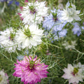 Nigella Mix