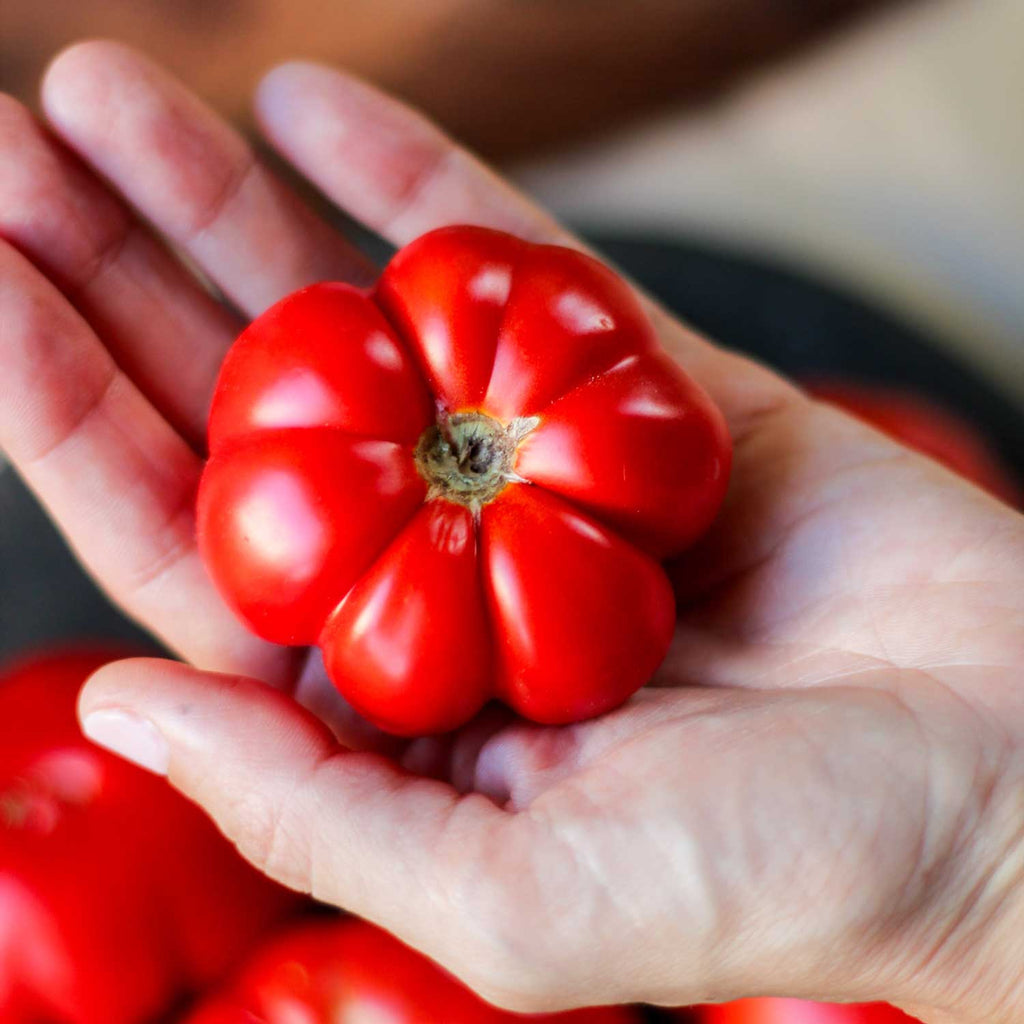 Semillas de Tomate Costoluto Genovese