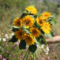 Girasol Vincet Fresh Light Eye (F1)