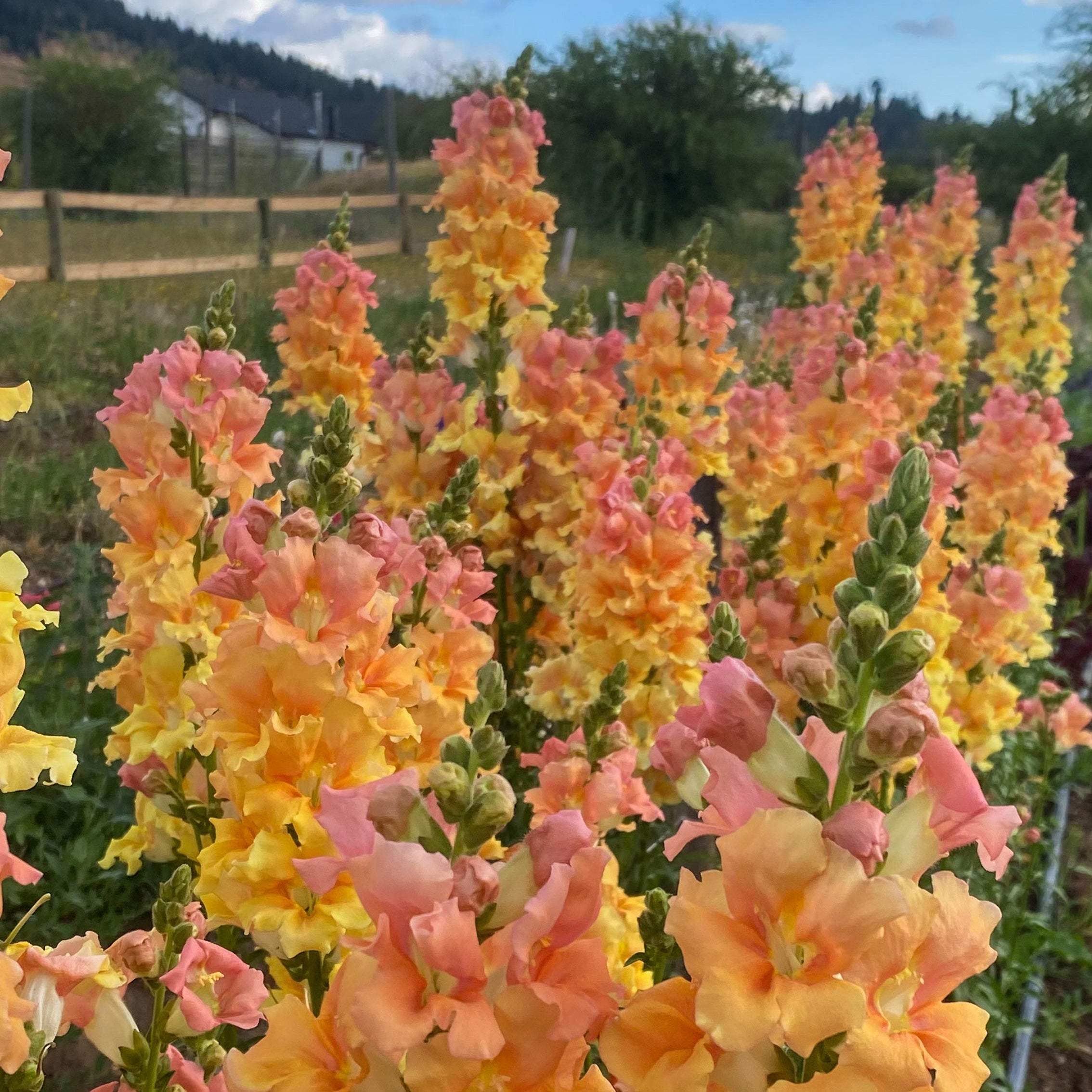 Snapdragon Chantilly Light Salmon (F2)