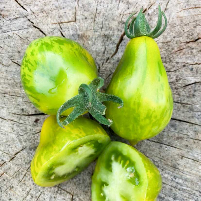 Semillas de Tomate Michael Polland