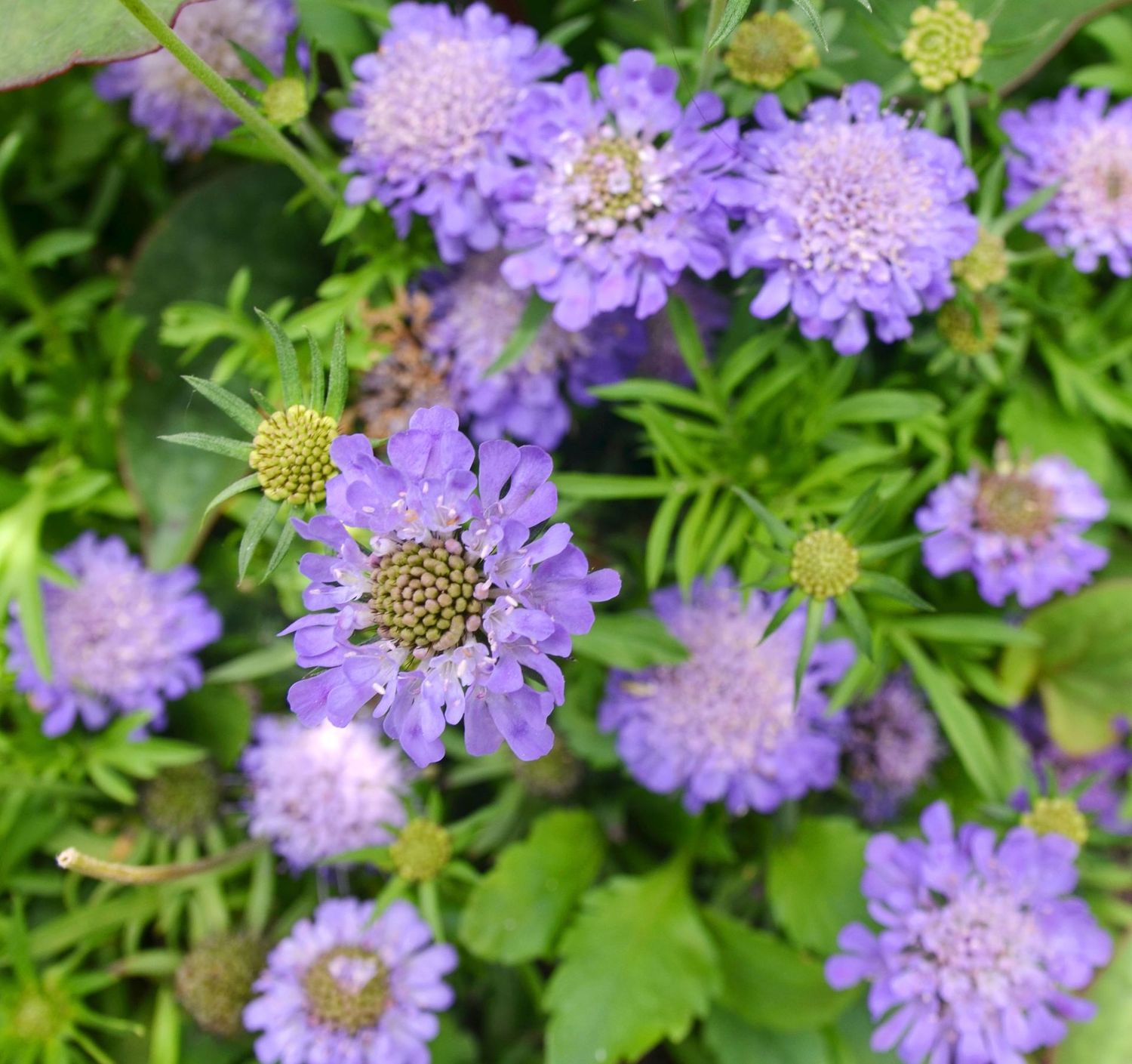 Scabiosa Japonica Ritz Rose
