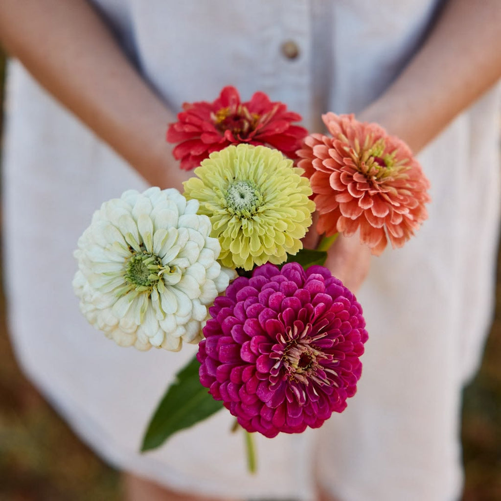 Zinnia Benary's Giant