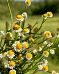 Ammobium Alatum