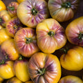 Sargento Pimienta Amarillo