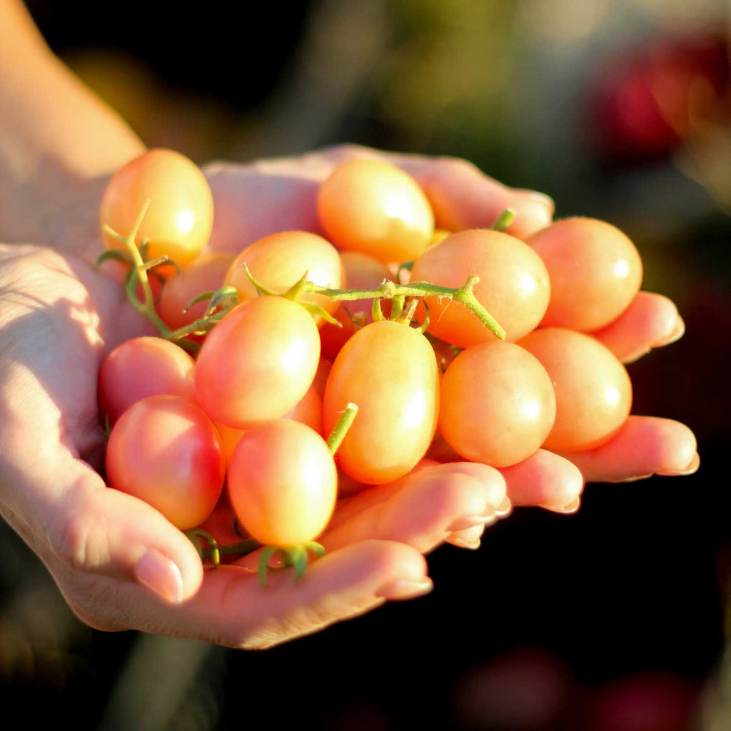 Tomate Ei Von Phuket