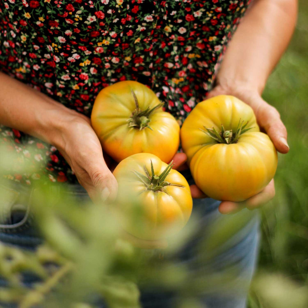 Semillas de Tomate Yellow Bulgarian