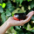 Tomate Black Beauty