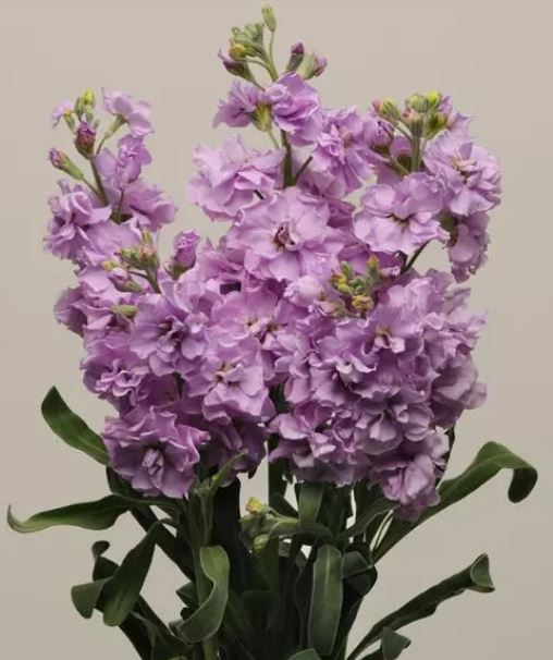 Aleli Katz Lavender Light
