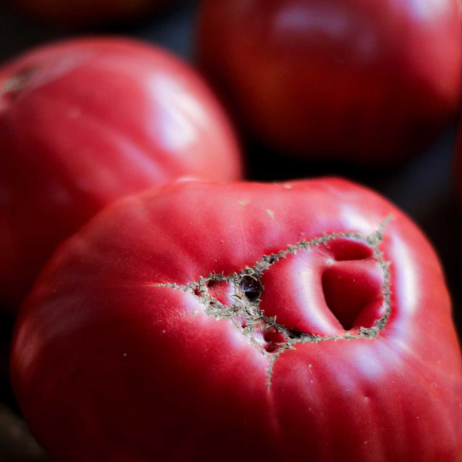 Semillas de Tomate Rosado