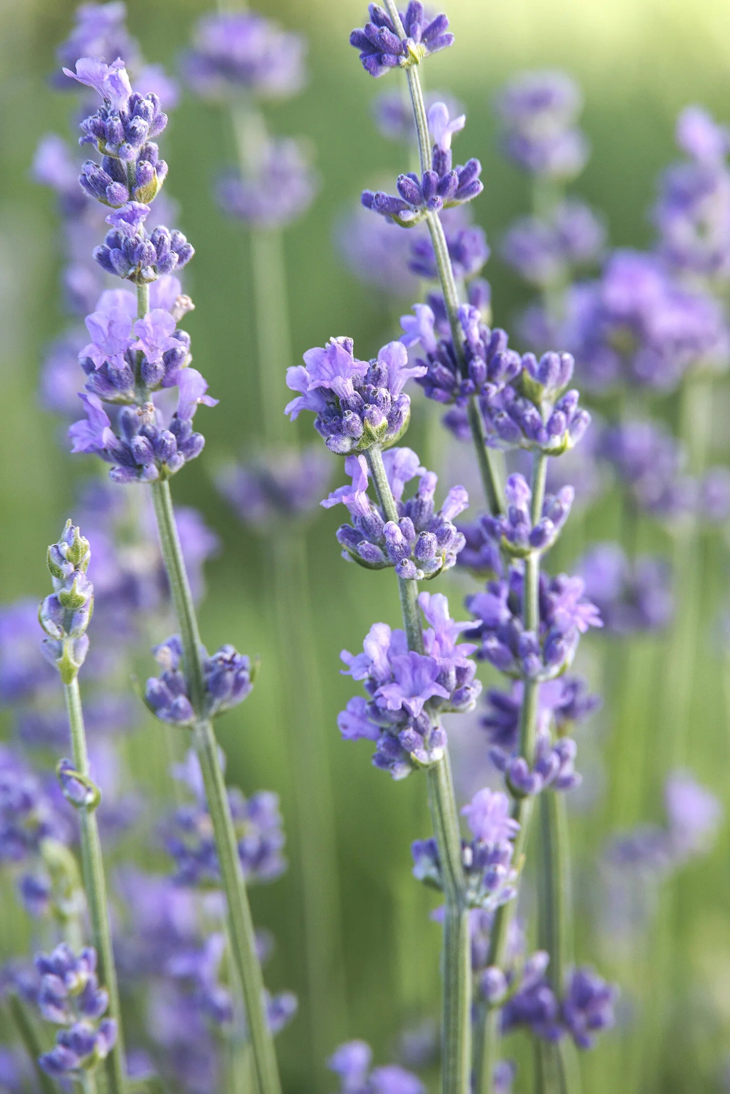 Lavanda Munstead