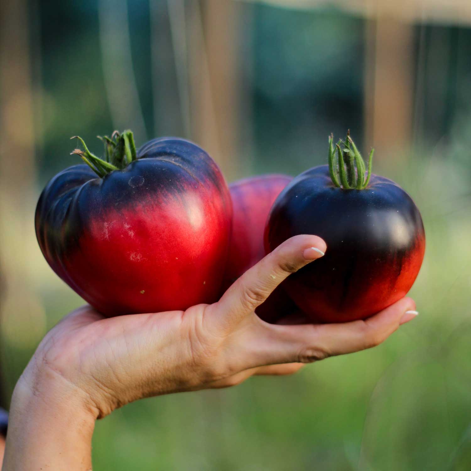 Semillas de Tomate Sargento Pimienta